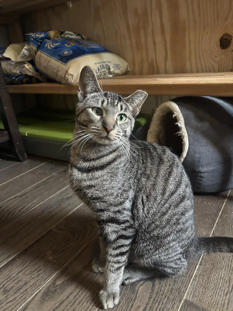 A young medium-sized male Tabby (Brown / Chocolate) Domestic Short Hair cat named Brewster Holstein for adoption in Philadelphia, PA