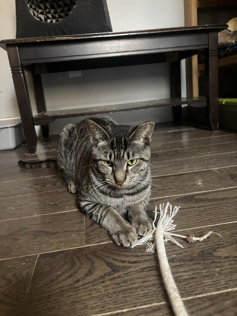 Brewster Holstein thumbnail 3