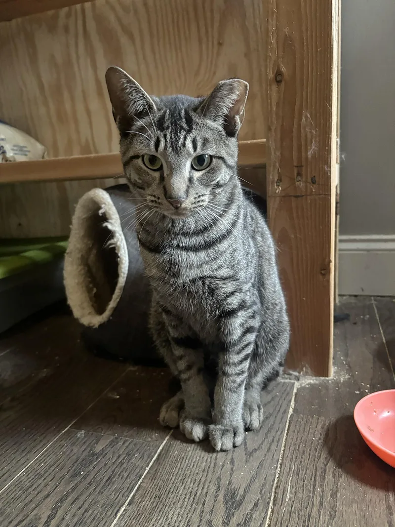 Brewster Holstein thumbnail 4