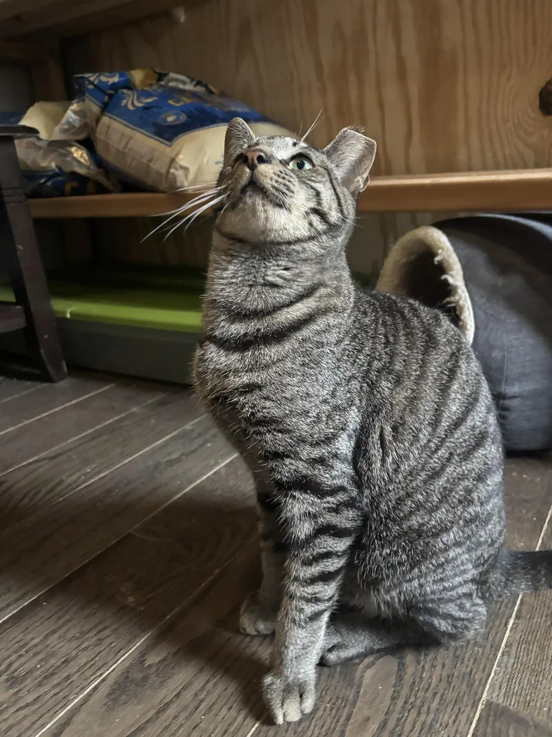 Brewster Holstein thumbnail 5