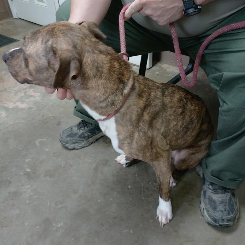 A young medium-sized female Brindle American Staffordshire Terrier dog named 26-026 for adoption in Carrollton, OH