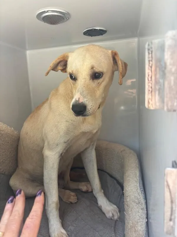 An adult medium-sized male Yellow / Tan / Blond / Fawn Labrador Retriever dog named Georgie for adoption in Mobile, AL