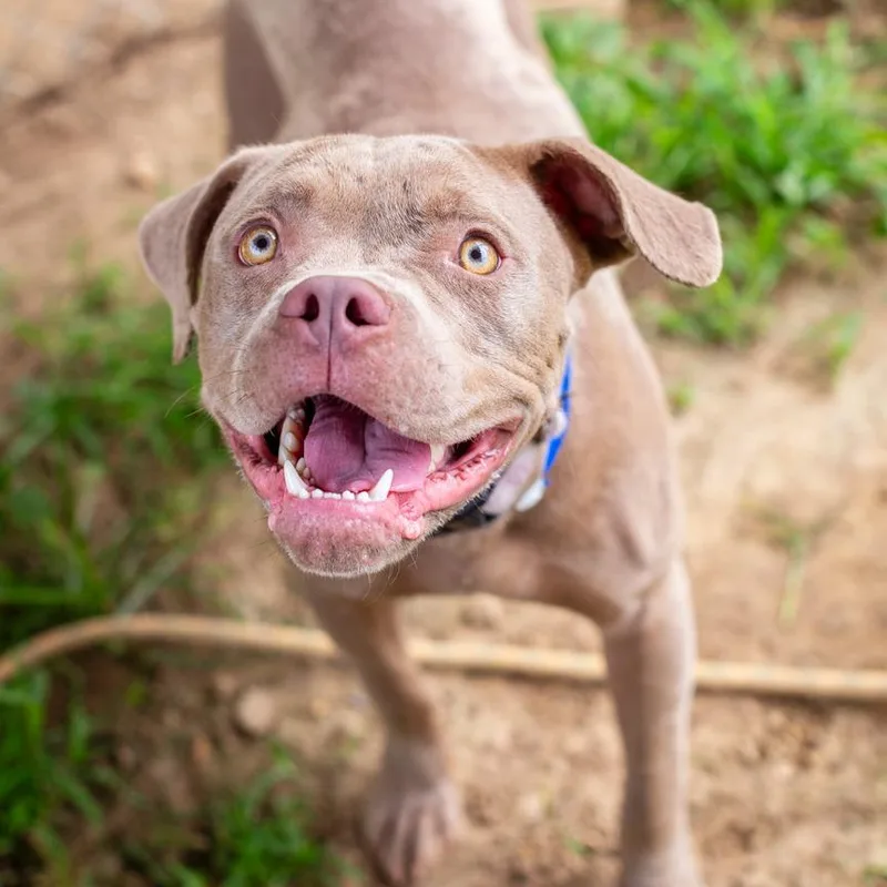 A young medium-sized male Brown / Chocolate American Bulldog dog named Goofy for adoption in Hattiesburg, MS