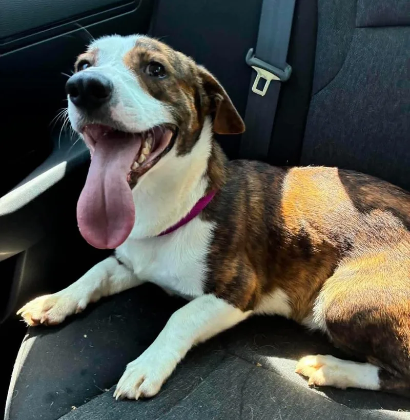 A young small-sized male Cardigan Welsh Corgi dog named LolShortie for adoption in Billings, MT