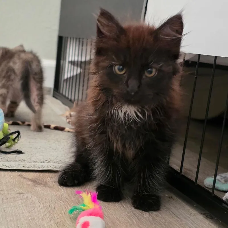 A baby small-sized female Black Domestic Long Hair cat named Remy for adoption in Tustin, CA