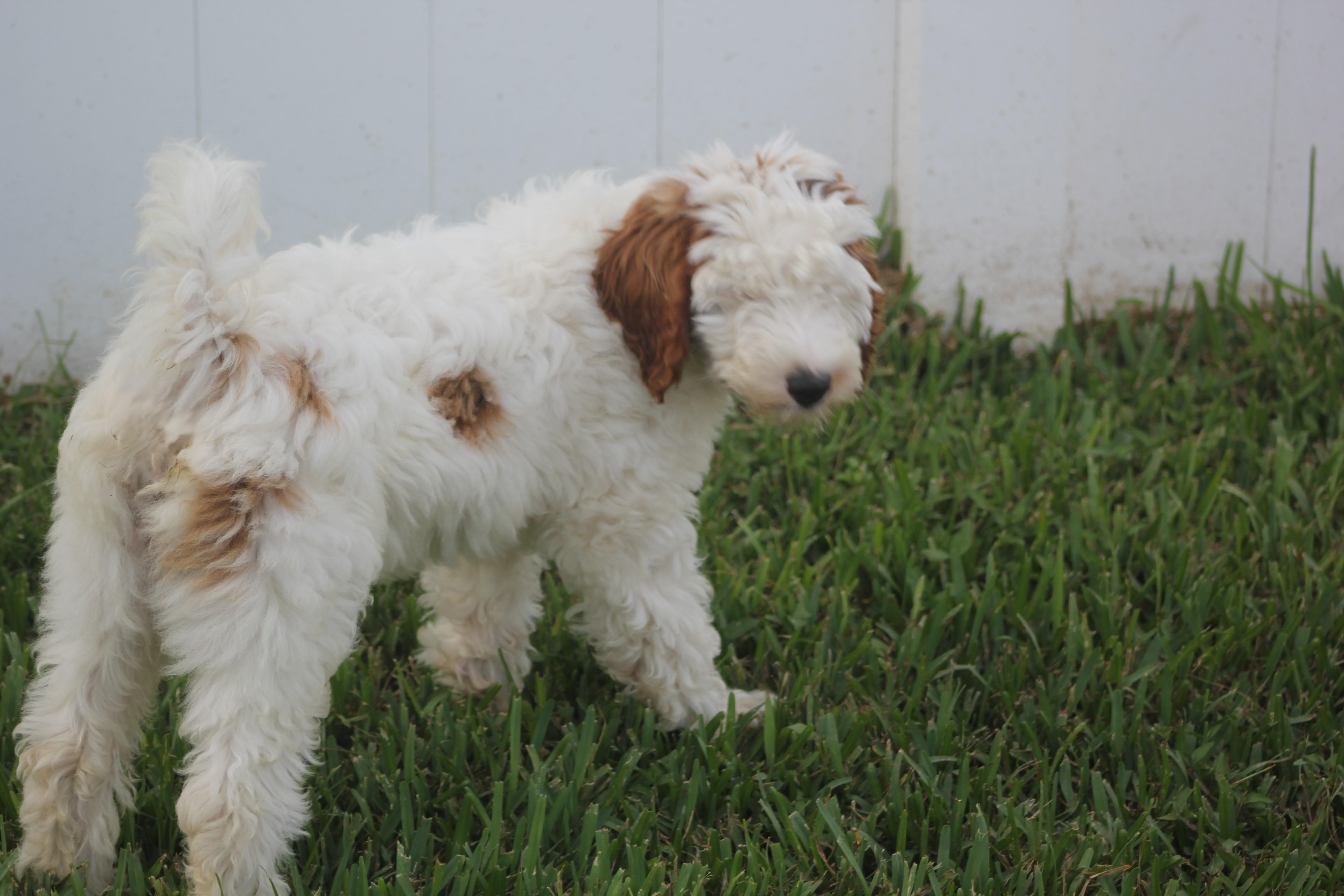A young medium-sized male Goldendoodle dog named Ausley for adoption in Orlando, FL
