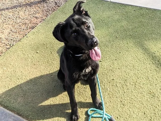 A young large-sized male German Shepherd Dog dog named Salem for adoption in Phoenix, AZ