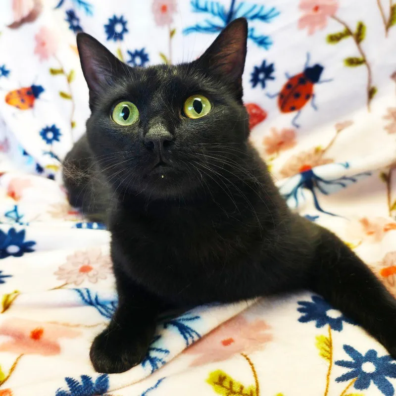 A young medium-sized female Black Domestic Short Hair cat named Mama Robin for adoption in Mount Juliet, TN