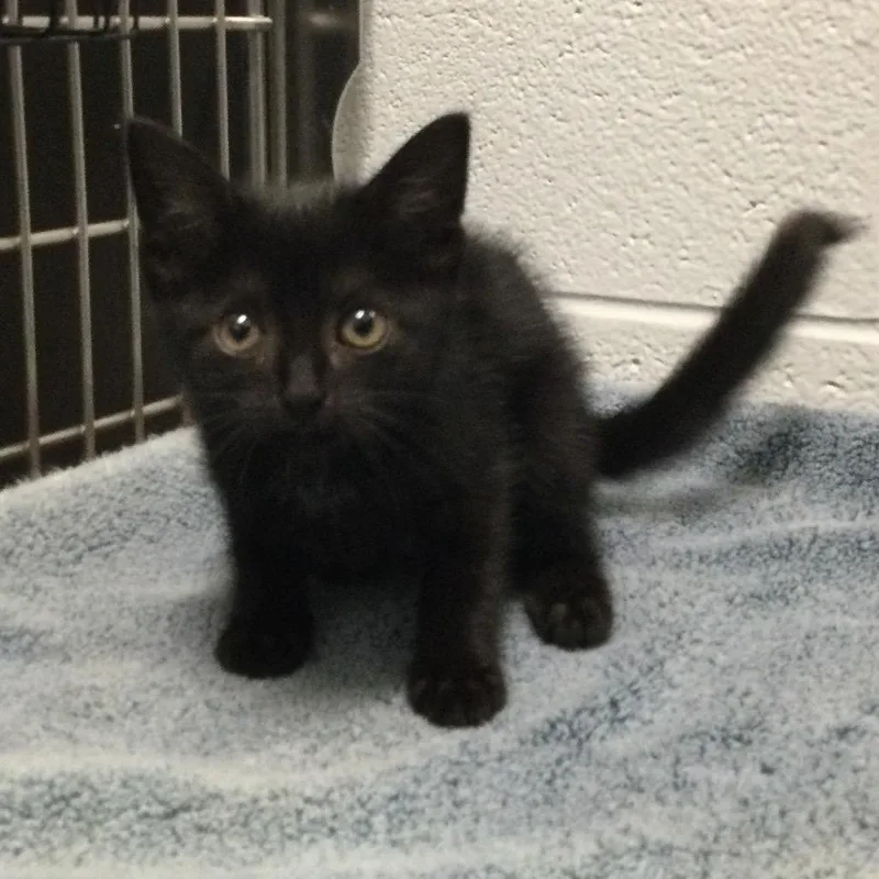 A baby small-sized female Black Domestic Short Hair cat named Fritter for adoption in Marshall, VA