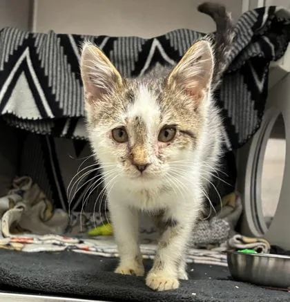 A baby small-sized male Brown / Chocolate Domestic Short Hair cat named Starshine Stuart for adoption in Kansas City, MO