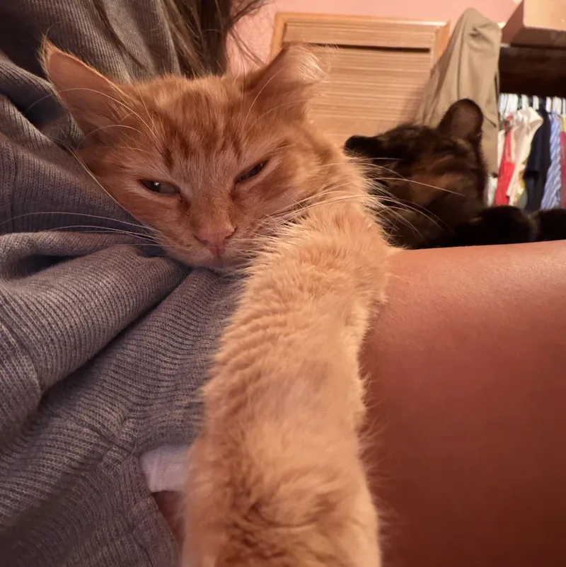 A young medium-sized male Orange / Red Domestic Medium Hair cat named Mavis & Hannon for adoption in Milwaukee, WI