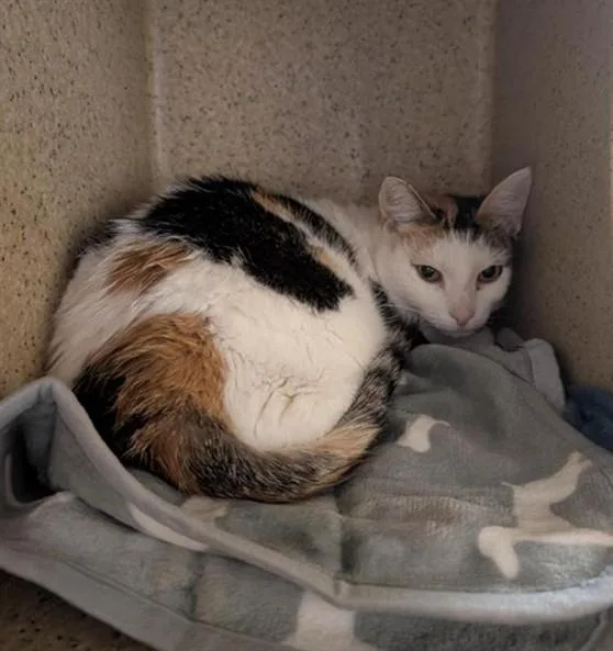 A young medium-sized female Domestic Short Hair cat named Autumn for adoption in Sacramento, CA