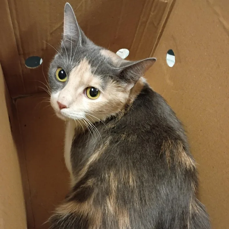 An adult medium-sized female Calico Domestic Short Hair cat named Plantain for adoption in Chicago, IL