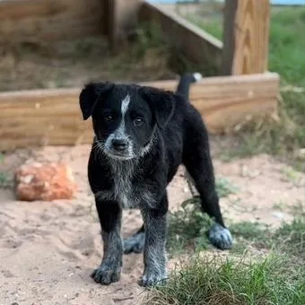 A baby medium-sized male Black Australian Cattle Dog / Blue Heeler dog named Ajax for adoption in Floresville, TX