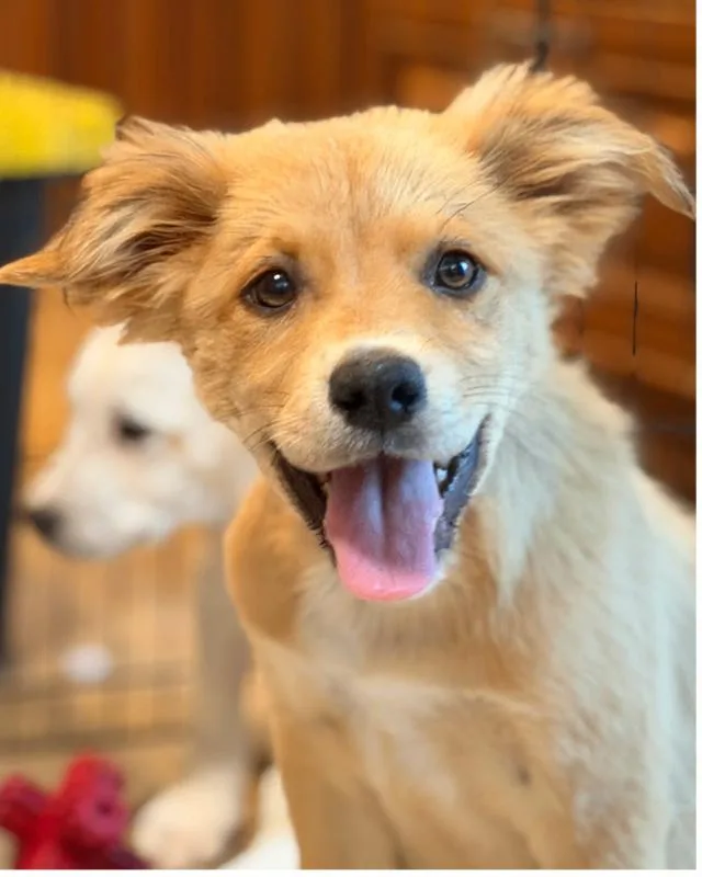 A young medium-sized female White / Cream Great Pyrenees dog named Marcella for adoption in renton, WA