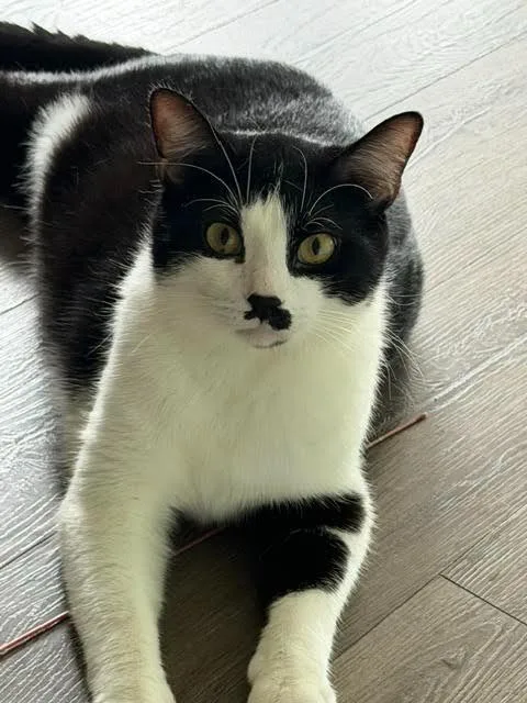 Mister Mustachio