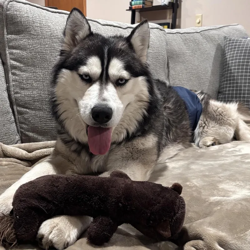An adult large-sized male Black Siberian Husky dog named Luka for adoption in Blaine, MN