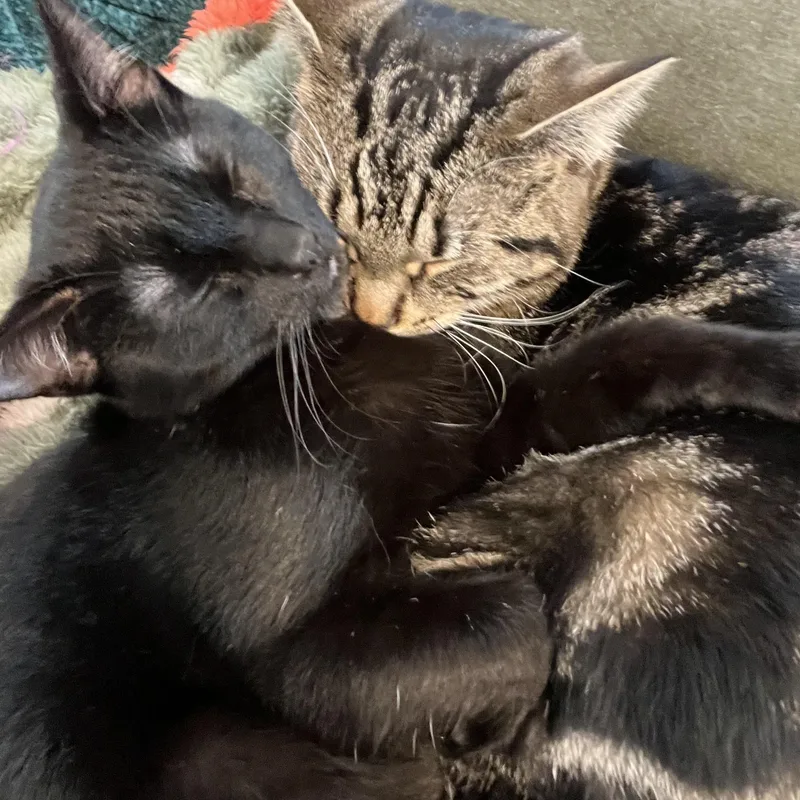 Tank & Cargo thumbnail 2