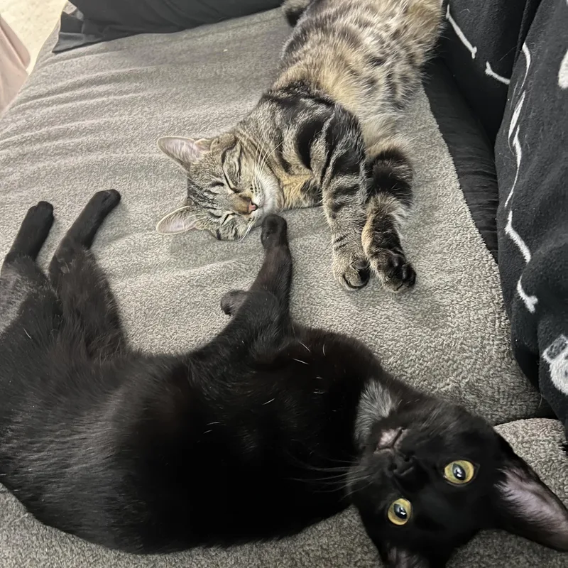 Tank & Cargo thumbnail 4