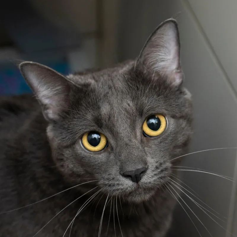 An adult large-sized male Gray / Blue / Silver Domestic Short Hair cat named Marty for adoption in Middletown, RI
