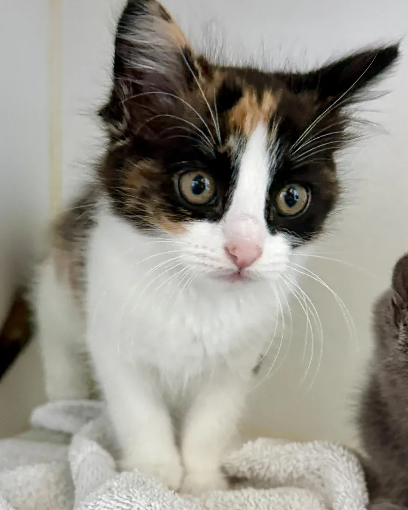 A baby small-sized female White Domestic Short Hair cat named Bubblicious for adoption in Oakland, CA