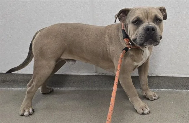 An adult large-sized male American Staffordshire Terrier dog named Dan for adoption in Fort Lauderdale, FL
