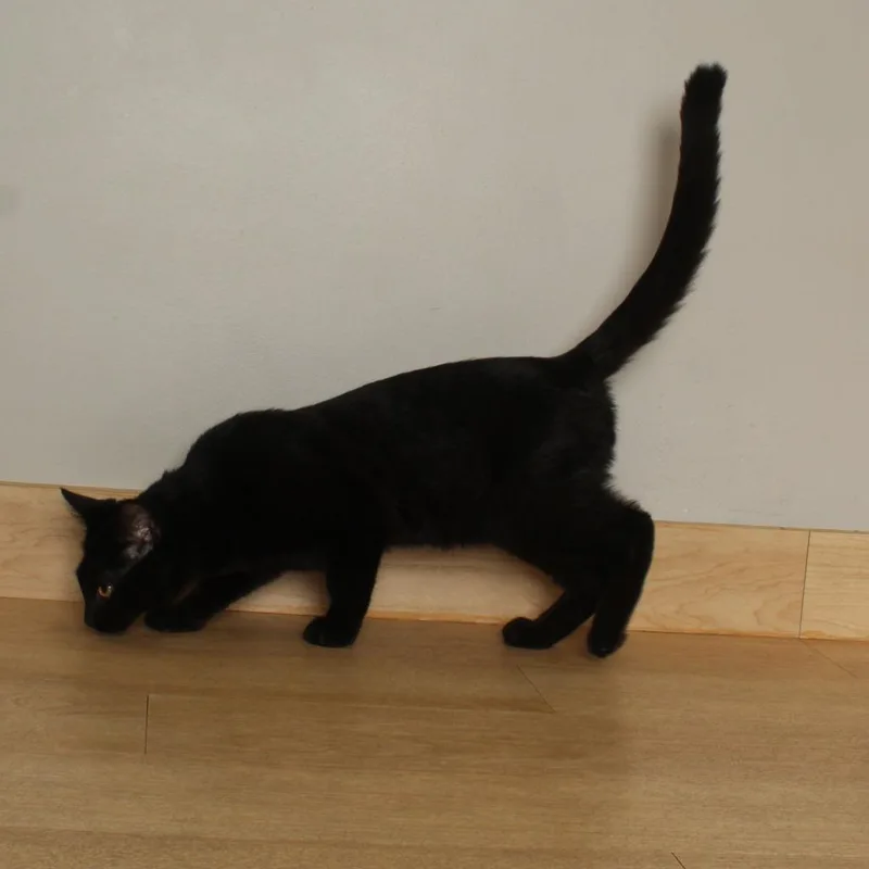 A young medium-sized male Black Domestic Short Hair cat named Shadow C for adoption in Minnetonka, MN