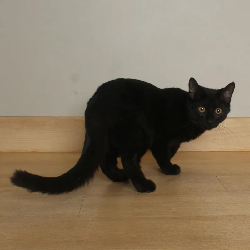 Shadow C thumbnail 2