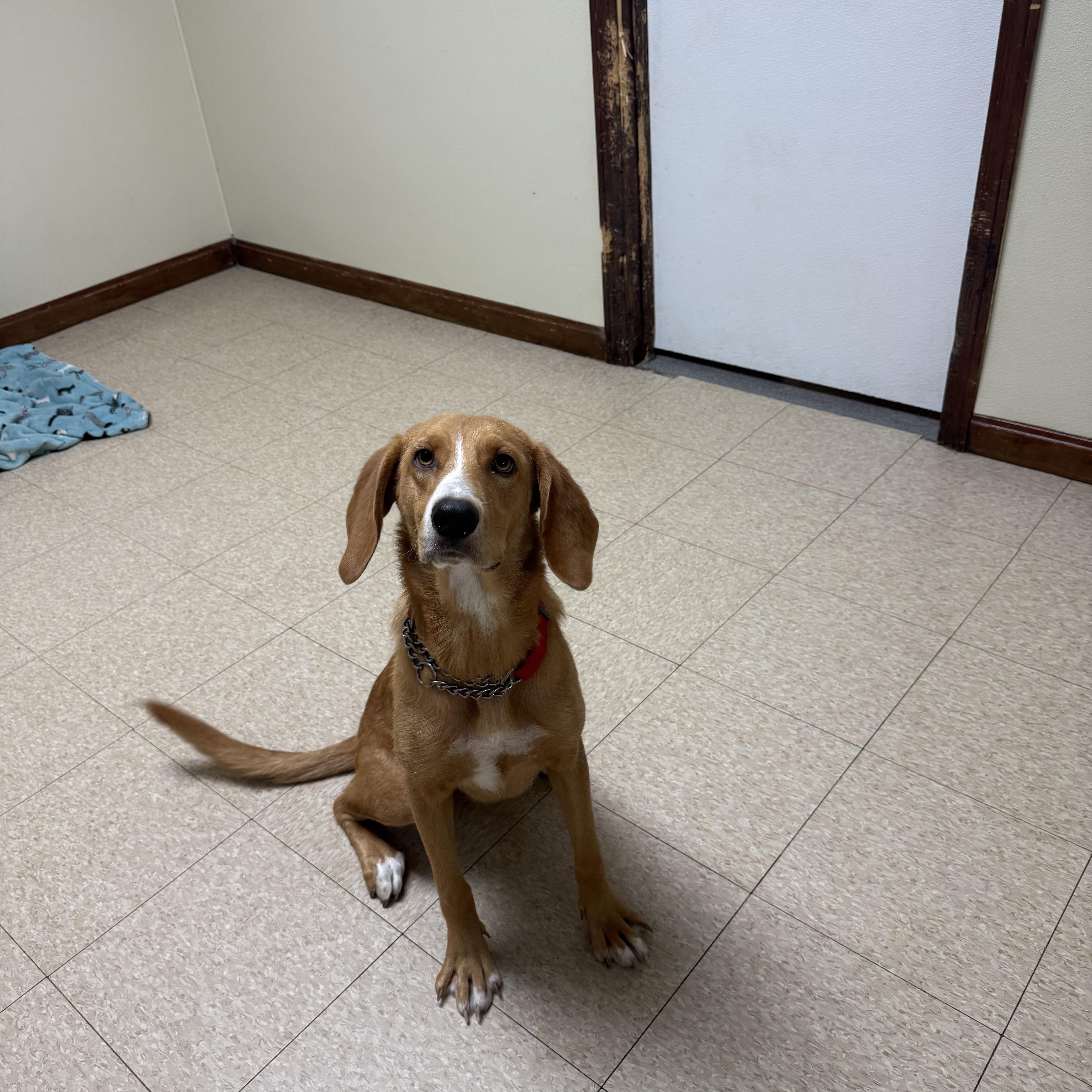 An adult medium-sized female Yellow / Tan / Blond / Fawn Hound dog named Honey for adoption in Douglas, MA