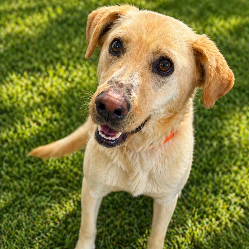 An adult medium-sized male Yellow / Tan / Blond / Fawn Mixed Breed dog named Doug for adoption in Cranston, RI