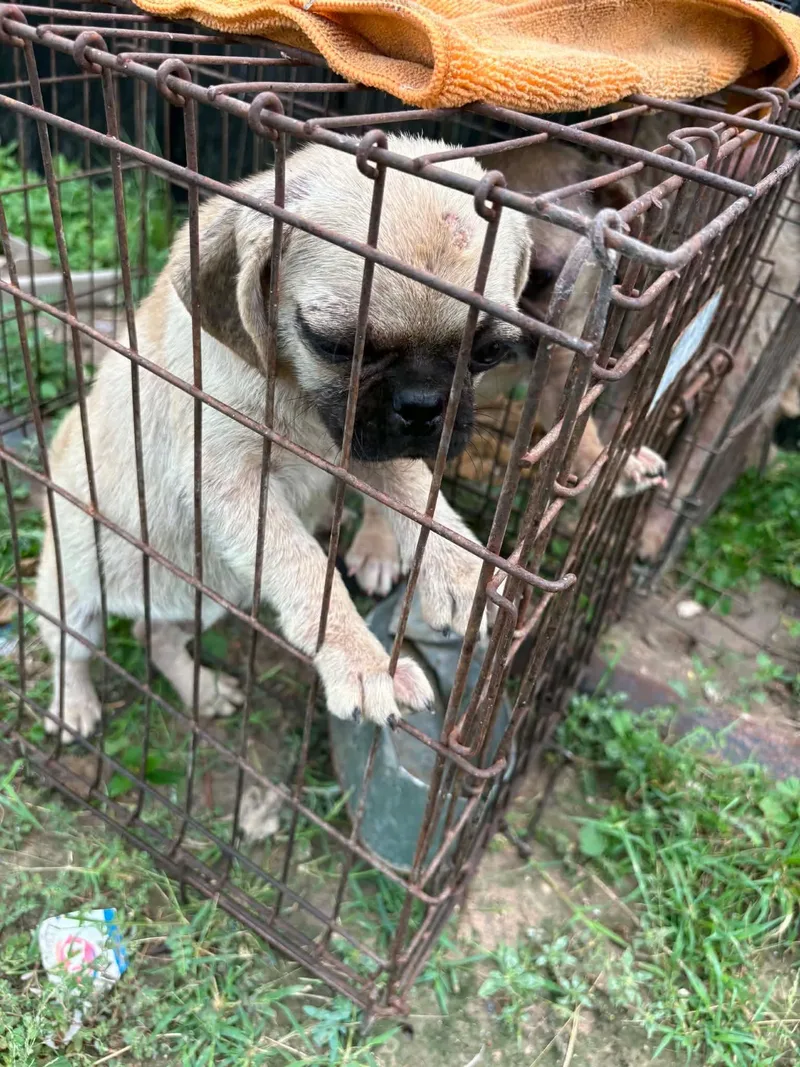 Pug Puppy Boy