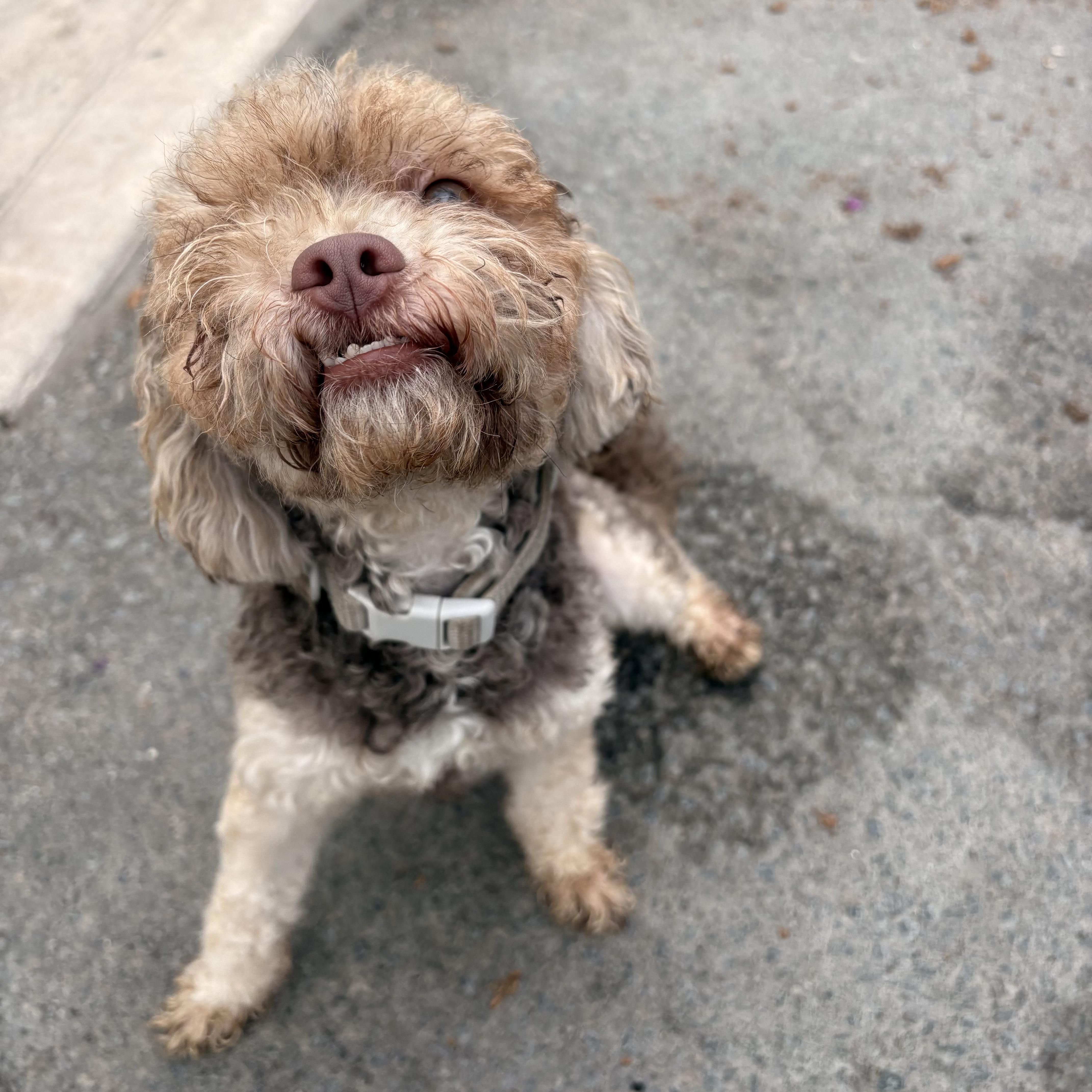 A young small-sized male Poodle dog named Rocky for adoption in Van Nuys, CA
