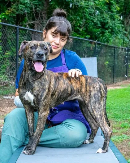 An adult medium-sized female Mixed Breed dog named Deedee for adoption in Chamblee, GA
