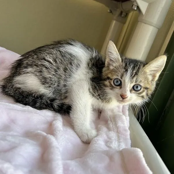 A baby medium-sized male Domestic Short Hair cat named Marcel for adoption in Dublin, CA