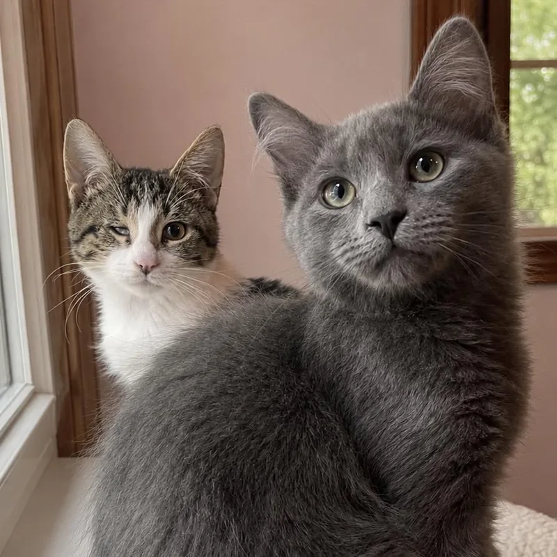 A young medium-sized male Domestic Short Hair cat named Bean Sprout and Stew for adoption in Pontiac, MI