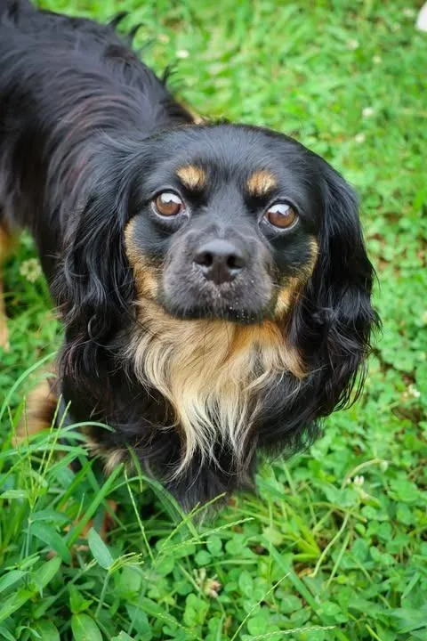 Thaddeus