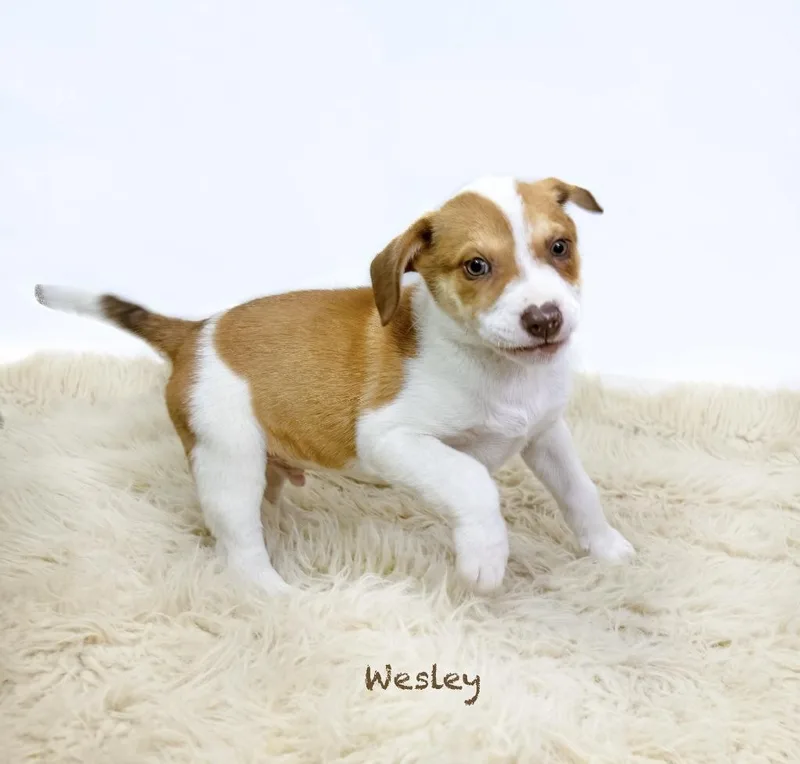Wesley thumbnail 2