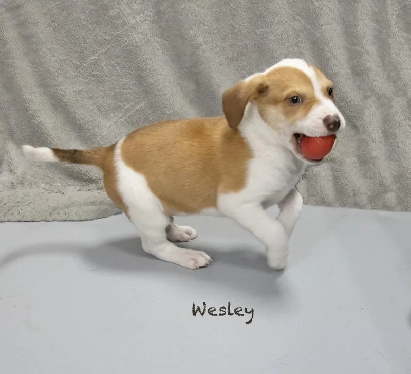 Wesley thumbnail 3
