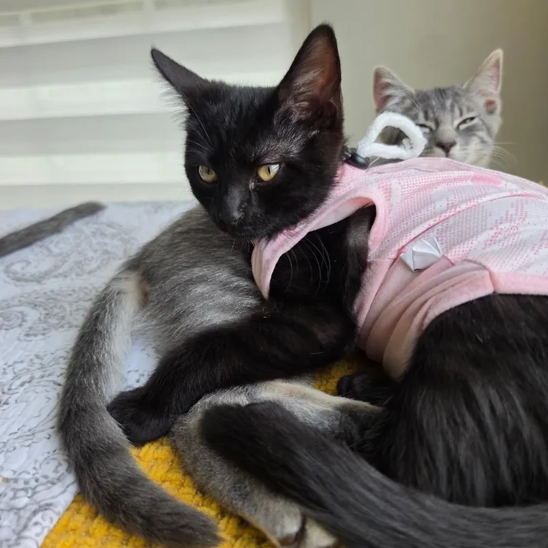A baby small-sized female Black Domestic Short Hair cat named Cher for adoption in Hedgesville, WV