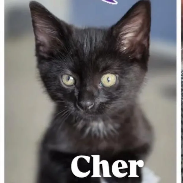 Cher thumbnail 3