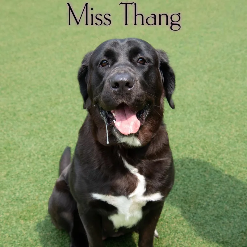 Miss Thang thumbnail 2