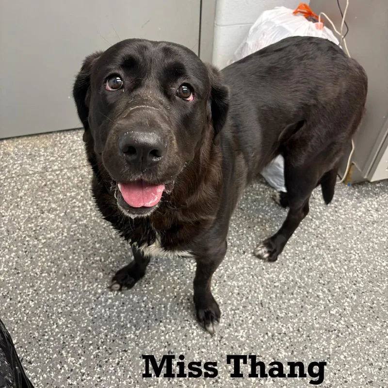 Miss Thang thumbnail 3