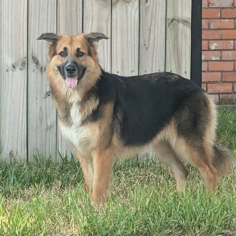 An adult medium-sized female Black German Shepherd Dog dog named Ash for adoption in Houston, TX
