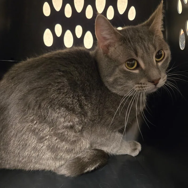 Bluebeard thumbnail 2