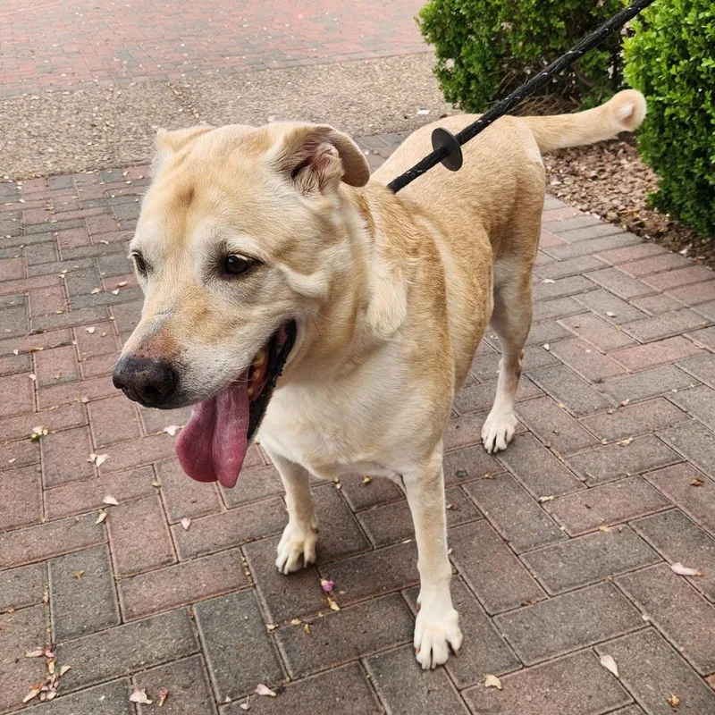 A senior large-sized male Yellow / Tan / Blond / Fawn Yellow Labrador Retriever dog named Clyde Fink for adoption in Las Vegas, NV