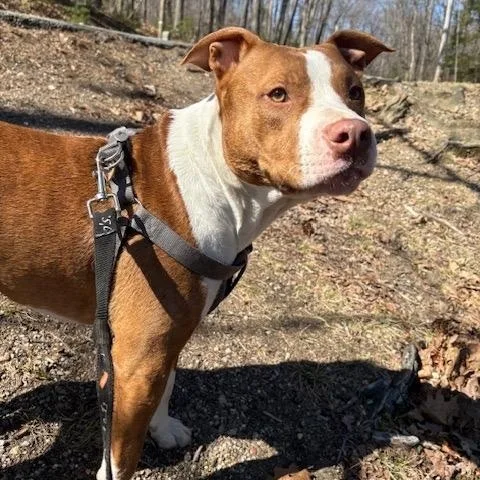 A young medium-sized male Mixed Breed dog named Cj ‼️coutesy Post‼️ for adoption in Douglas, MA