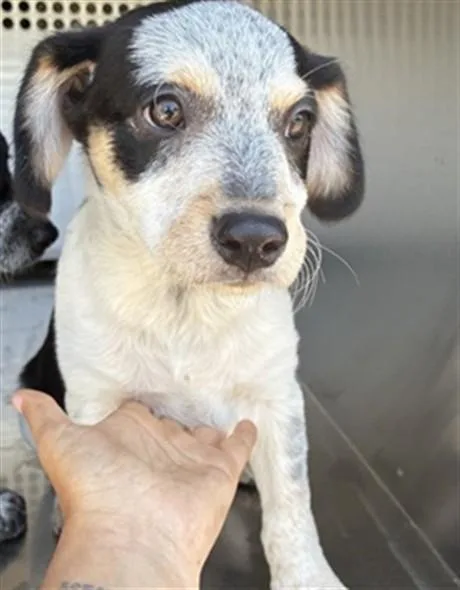 A baby large-sized male Australian Cattle Dog / Blue Heeler dog named Bean for adoption in Mesa, AZ