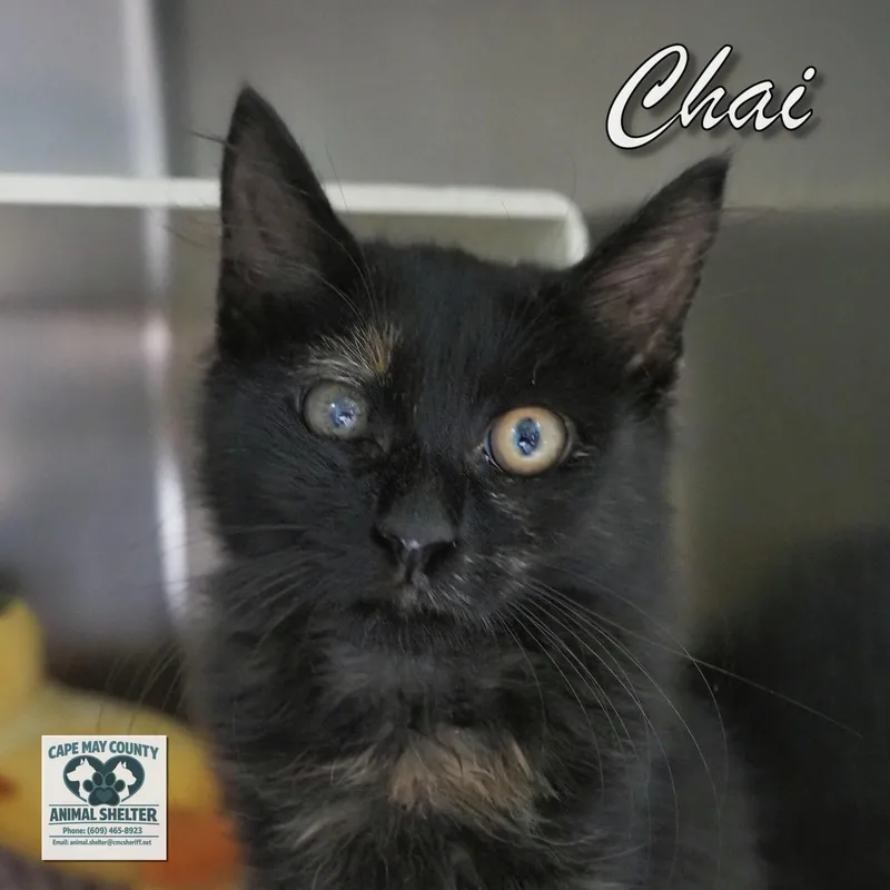 A young medium-sized female Domestic Short Hair cat named Chai for adoption in Cape May Court House, NJ