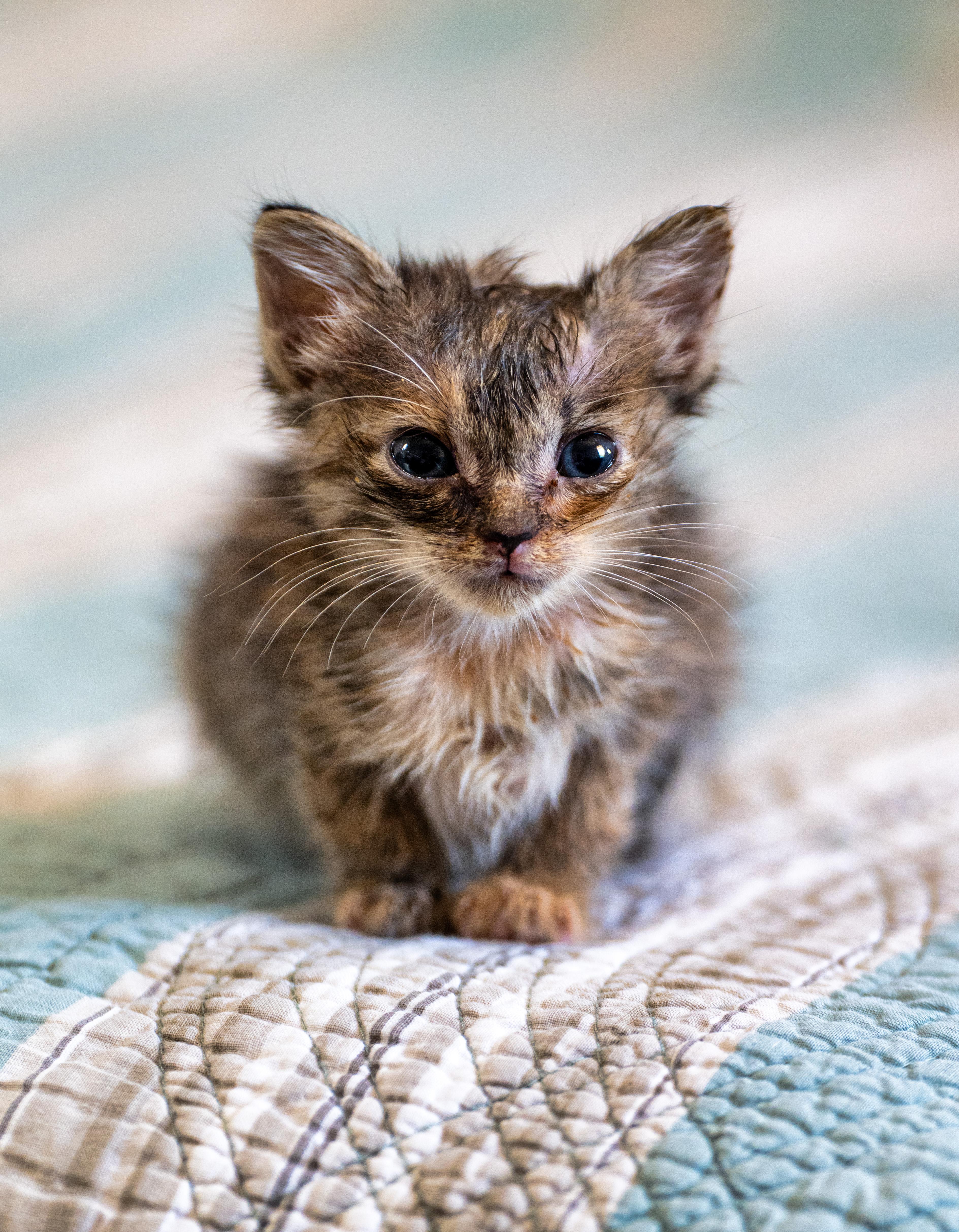A baby large-sized female Torbie Domestic Medium Hair cat named Juniper for adoption in Tyler, TX