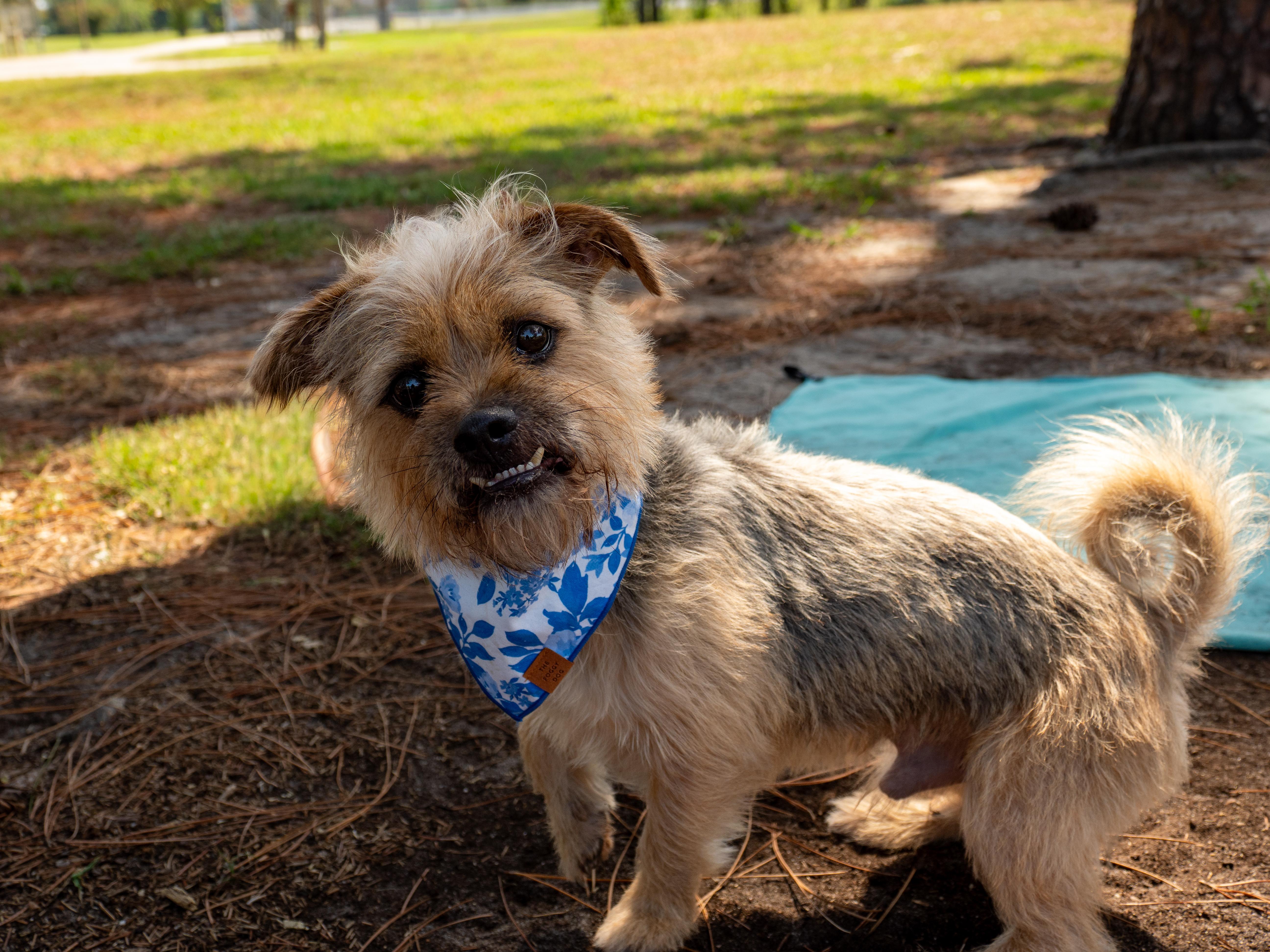An adult small-sized male Yellow / Tan / Blond / Fawn Mixed Breed dog named Buddy for adoption in Myrtle Beach, SC